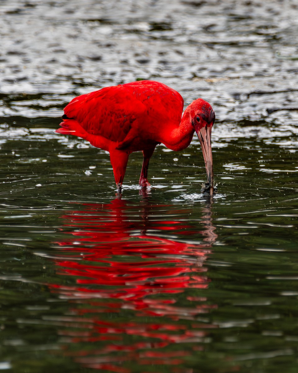 Scarlet Ibis - Elcio Reis