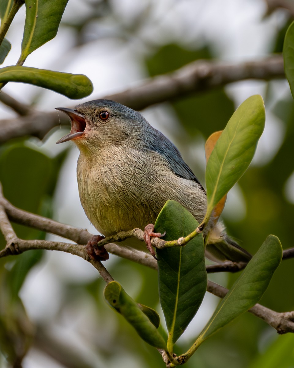 Bicolored Conebill - Elcio Reis