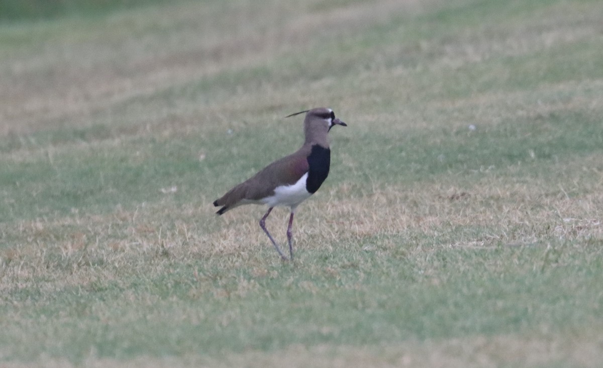 Southern Lapwing - ML617937664