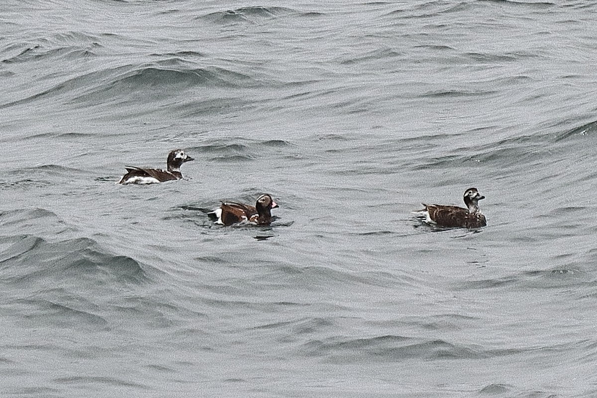 Long-tailed Duck - ML617937668