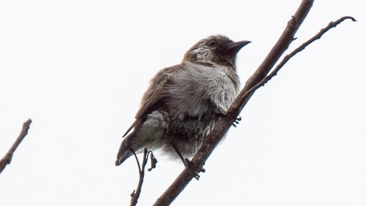 Mottled Flowerpecker - ML617937671