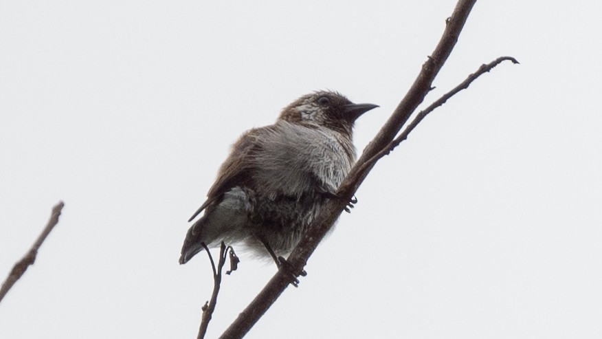 Mottled Flowerpecker - ML617937672