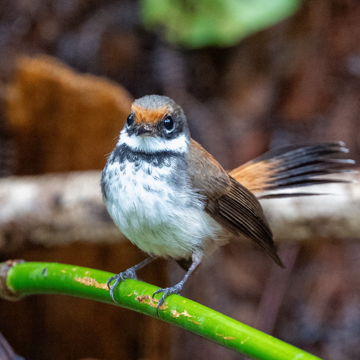 Solomons Rufous Fantail - ML617937719