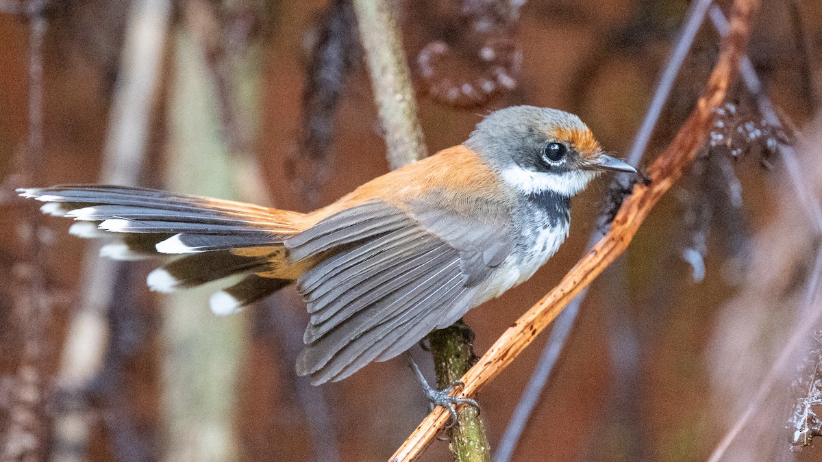 Solomons Rufous Fantail - ML617937720