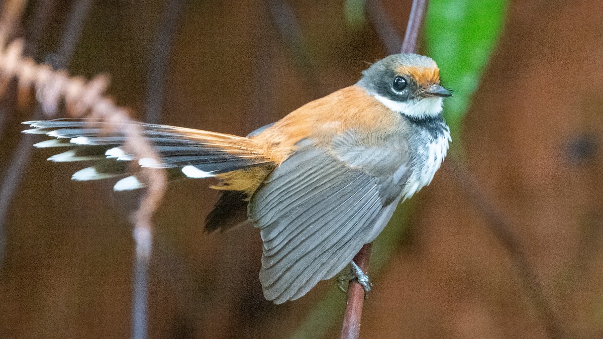 Solomons Rufous Fantail - ML617937721