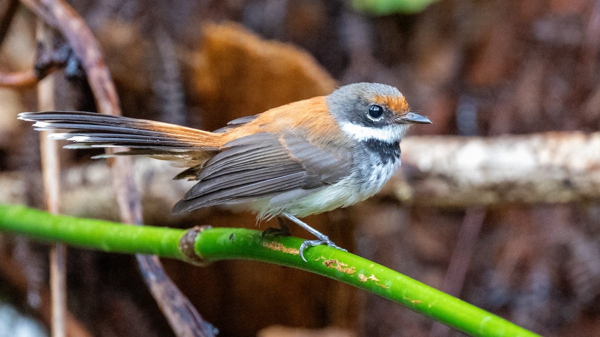 Solomons Rufous Fantail - ML617937722