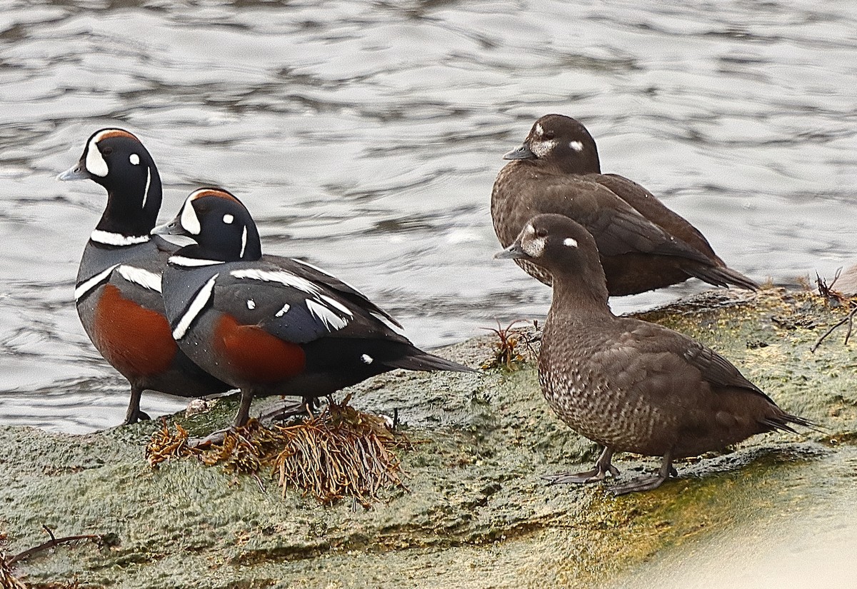 Harlequin Duck - ML617937734