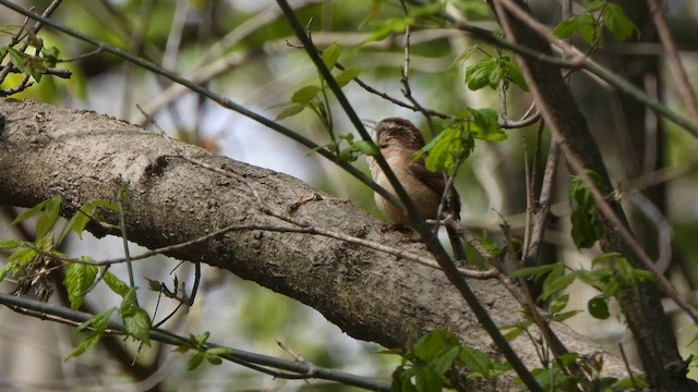 Carolina Wren - ML617937739