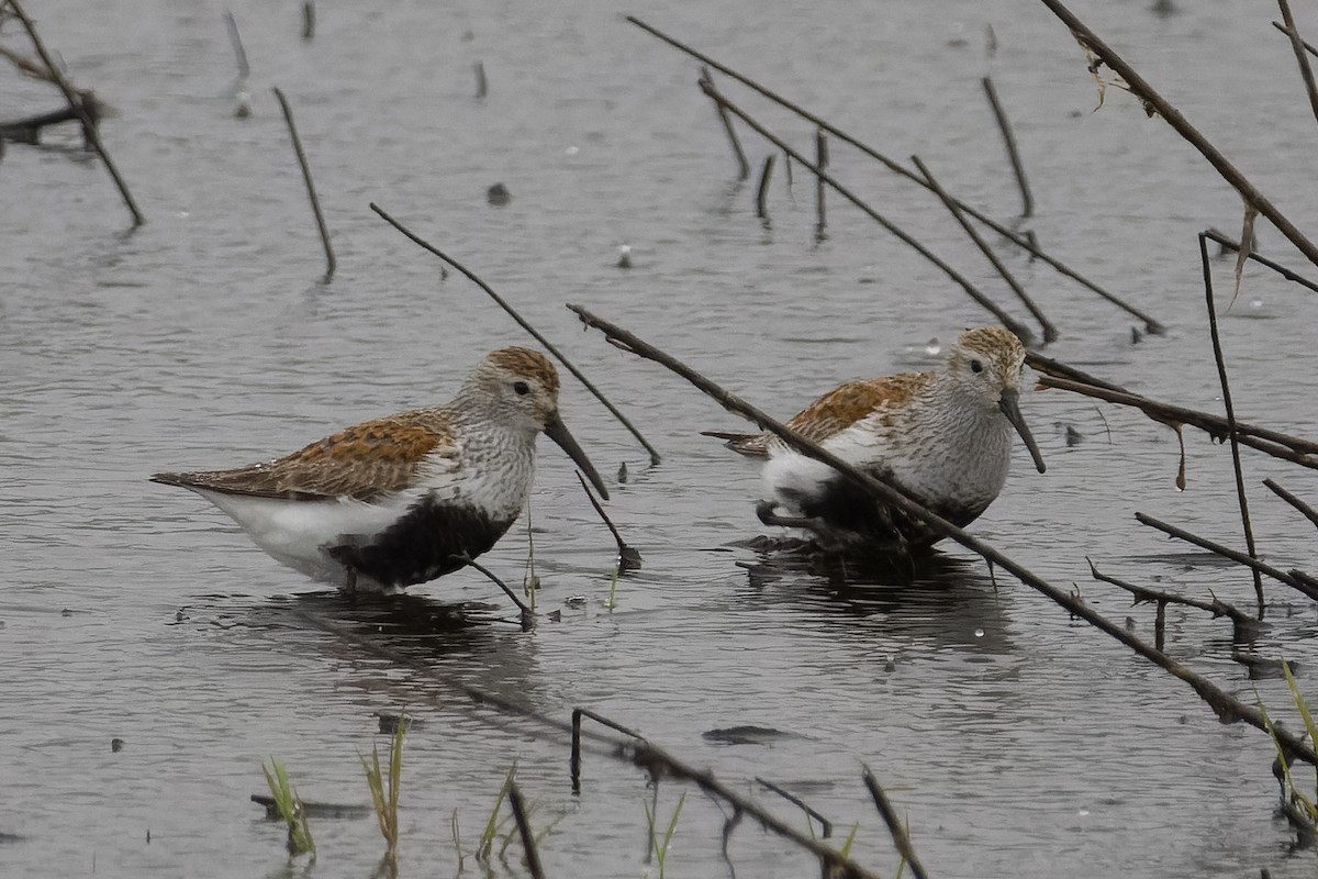 Dunlin - Les Peterson