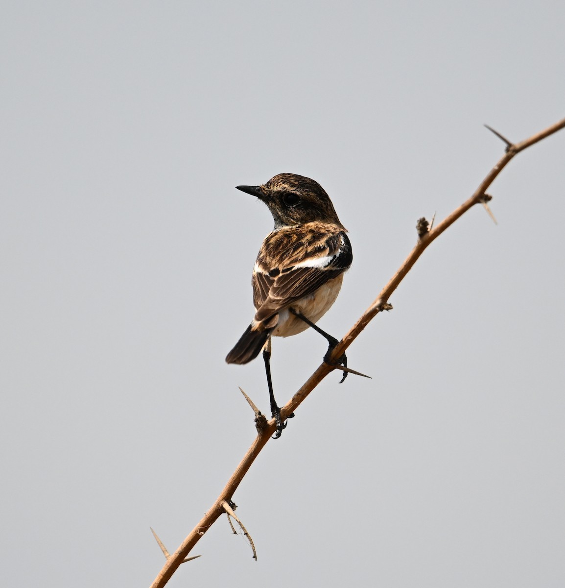 Siberian Stonechat (Caspian) - ML617937871