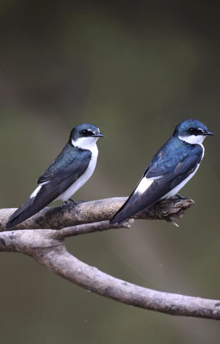 Mangrove Swallow - ML617937892