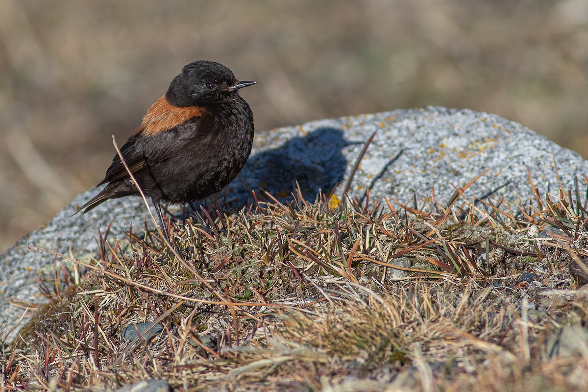 patagonianegrito - ML617937963