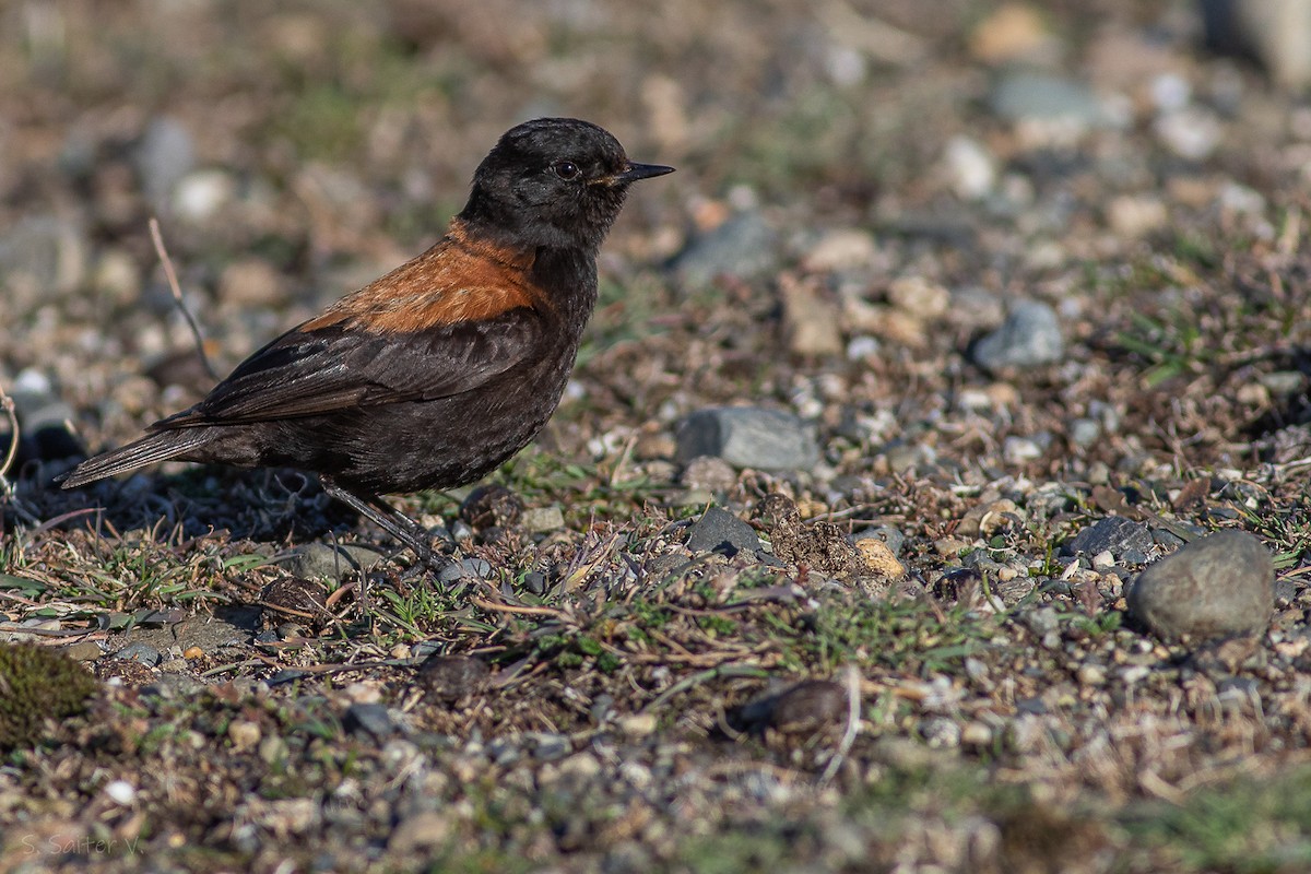 patagonianegrito - ML617937964