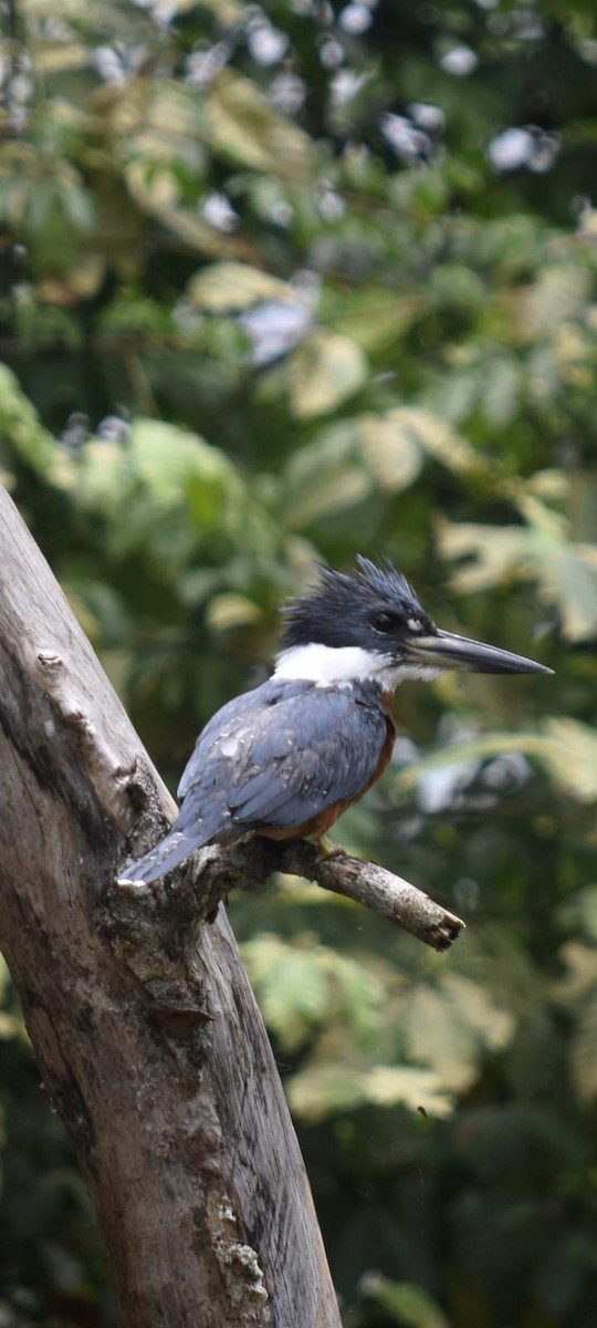 Ringed Kingfisher - ML617938030