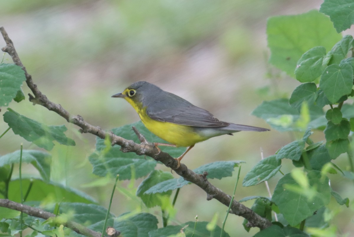 Canada Warbler - ML617938048