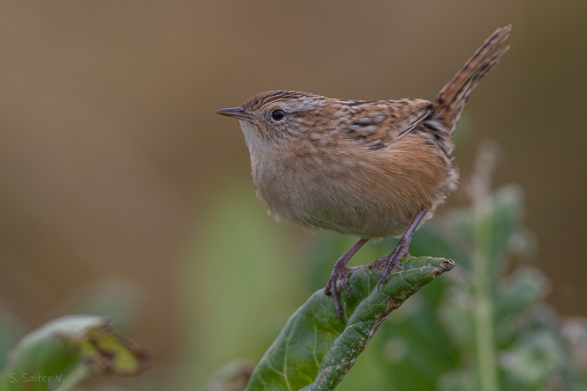 Cucarachero Sabanero (hornensis/falklandicus) - ML617938058