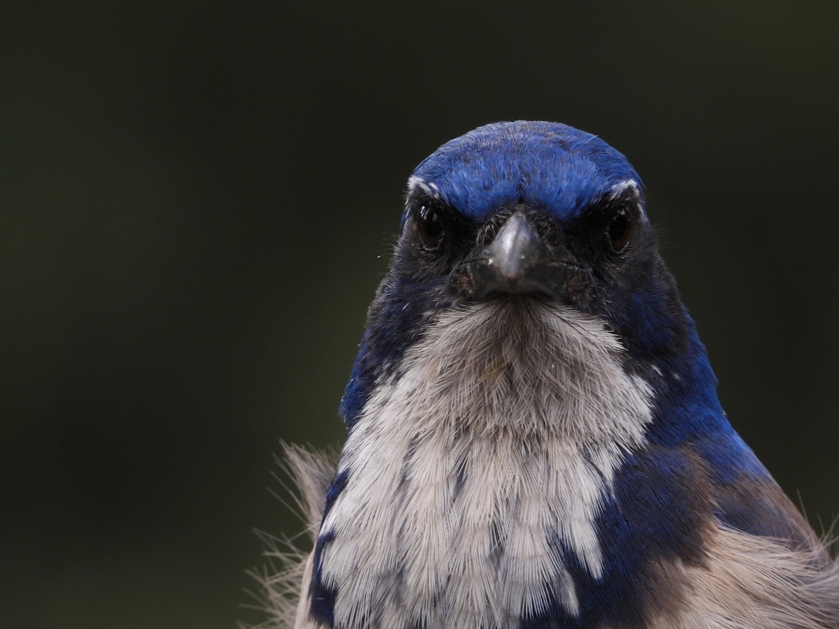 Island Scrub-Jay - ML617938132