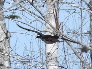 Hooded Merganser - ML617938141