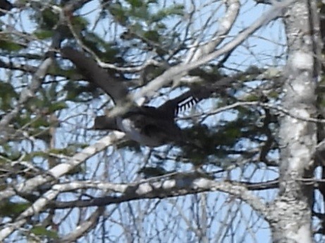 Hooded Merganser - ML617938143