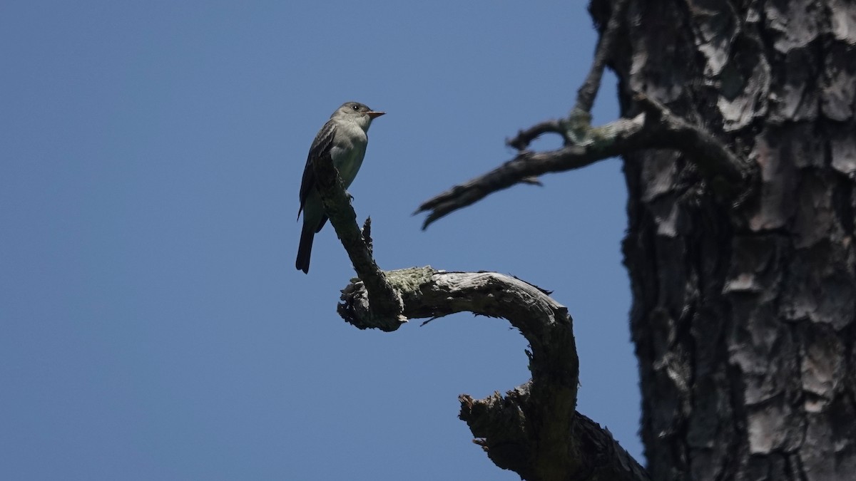 Eastern Wood-Pewee - Barry Day