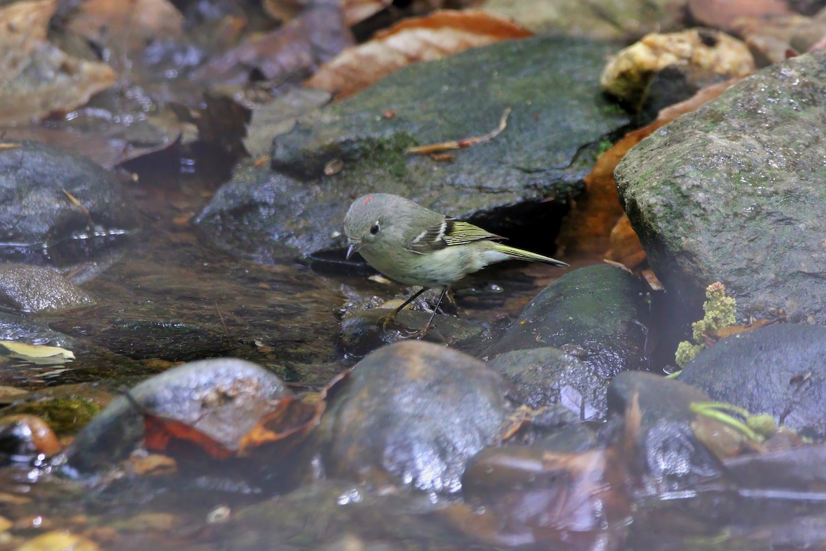 Ruby-crowned Kinglet - Melissa Ludwig