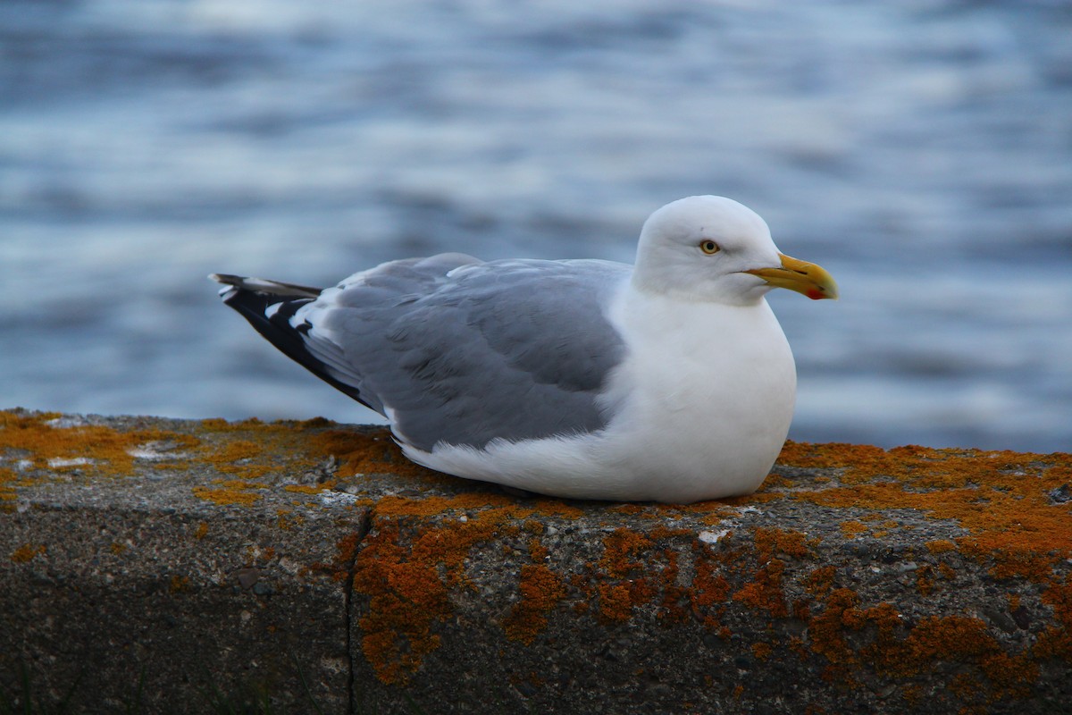 Goéland argenté - ML617938186