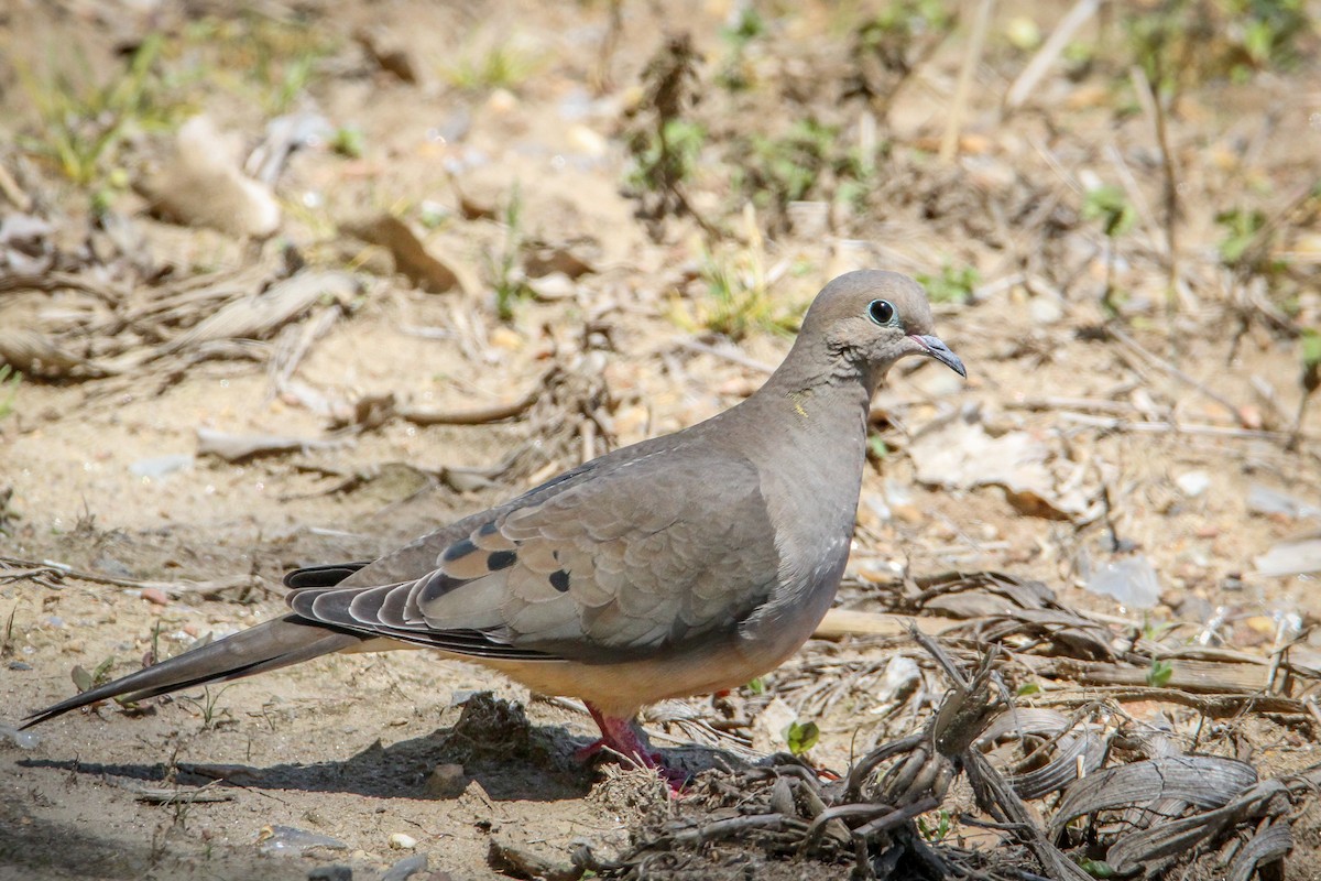 Mourning Dove - ML617938202