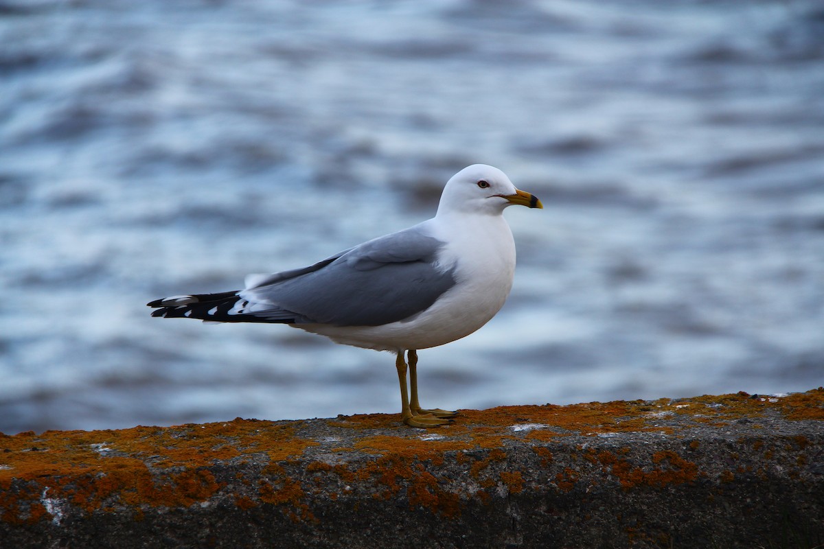 Ring-billed Gull - ML617938209