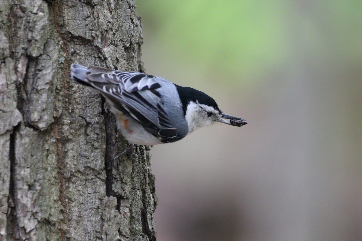White-breasted Nuthatch - ML617938220