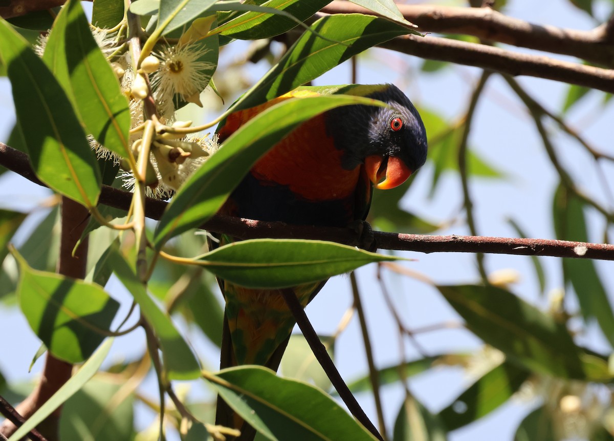 Rainbow Lorikeet - ML617938227