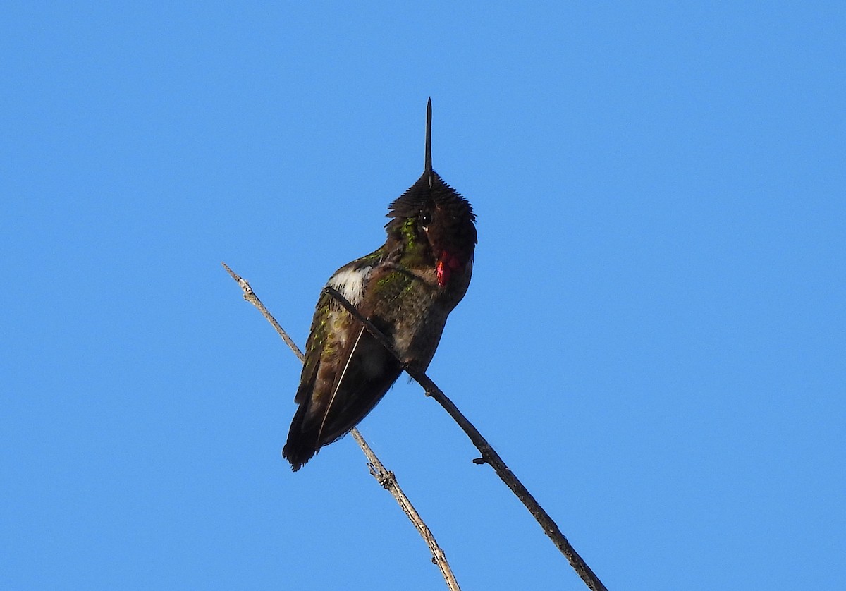 Anna's Hummingbird - ML617938245