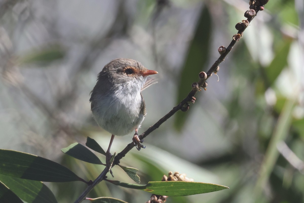 Superb Fairywren - ML617938272