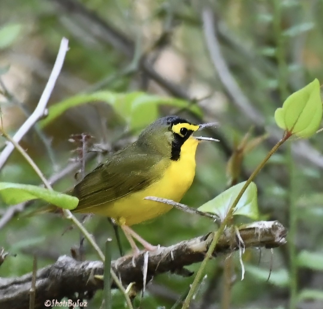 Kentucky Warbler - Suzanne Zuckerman