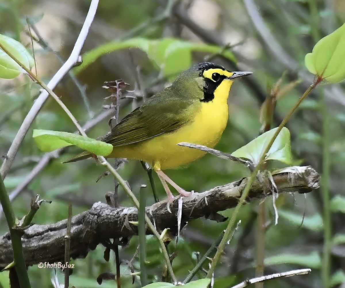 Kentucky Warbler - Suzanne Zuckerman