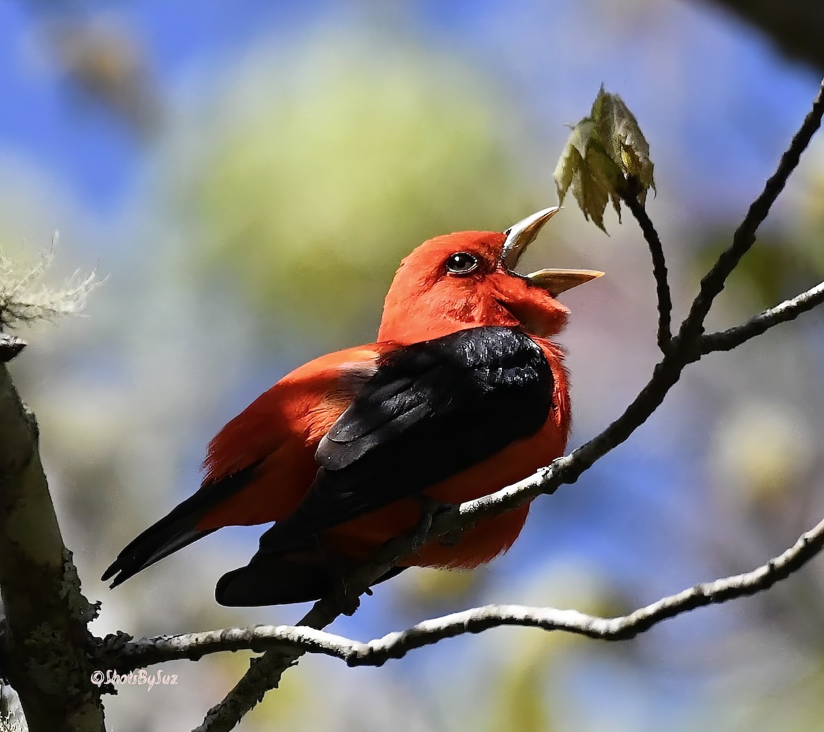 Scarlet Tanager - Suzanne Zuckerman