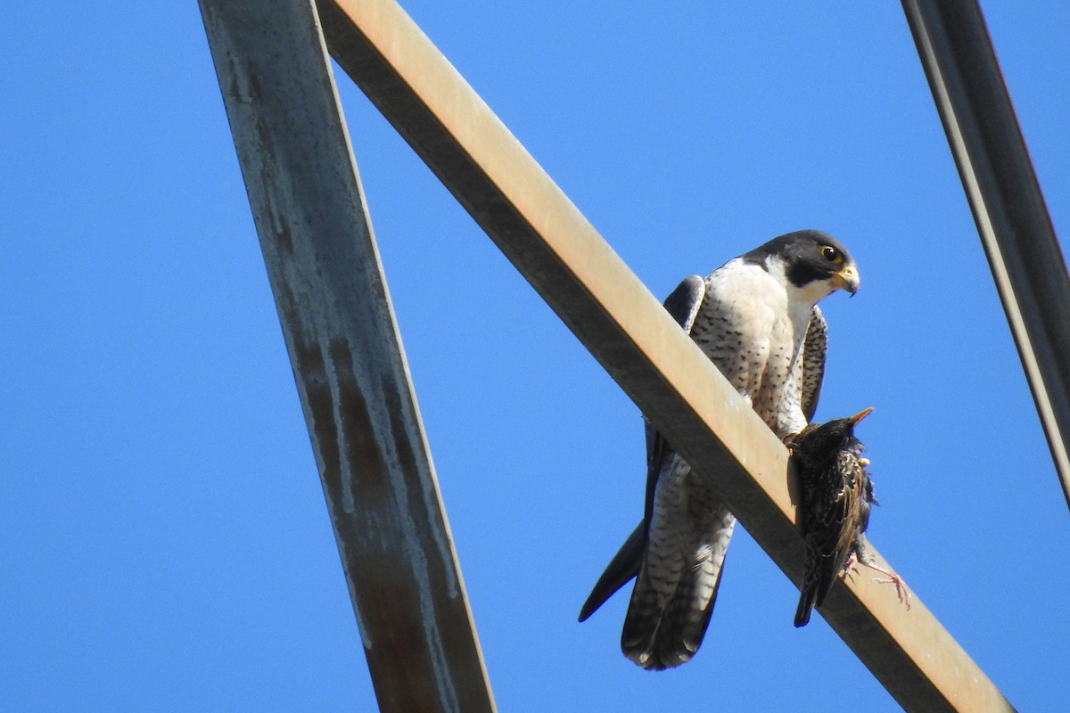 Эгэл шонхор - ML617938338