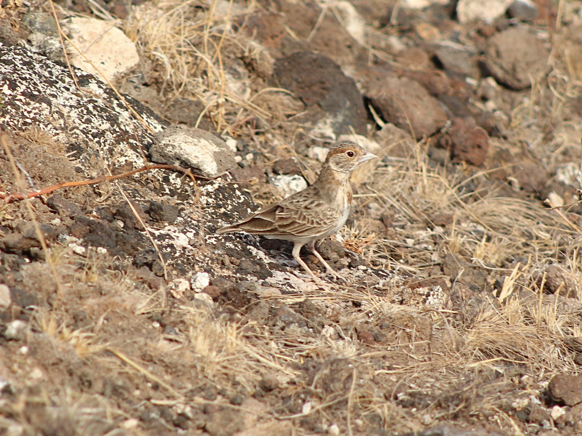 Terrera Cariblanca - ML617938381