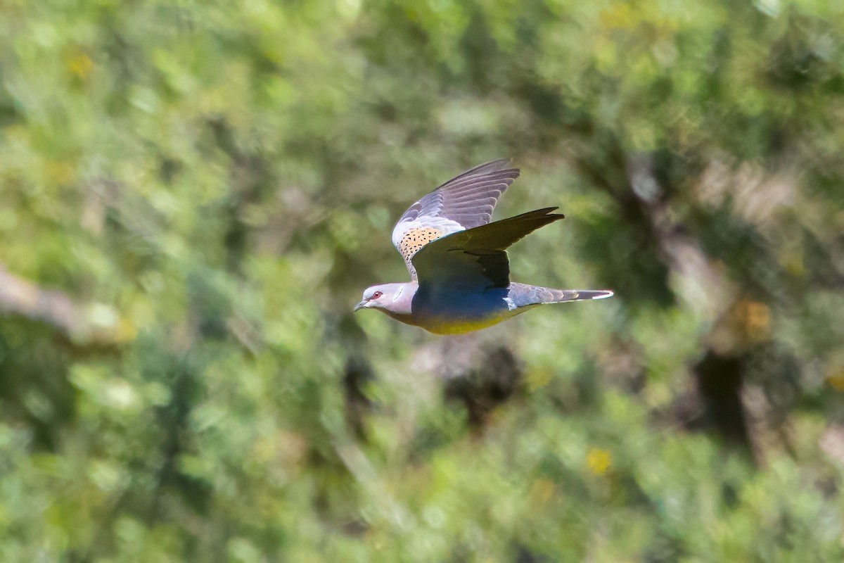 European Turtle-Dove - ML617938384