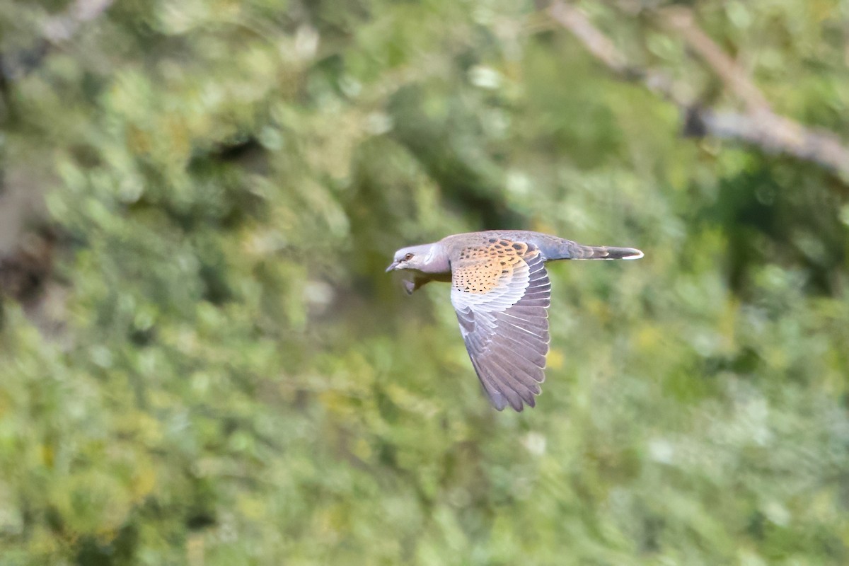 European Turtle-Dove - ML617938385