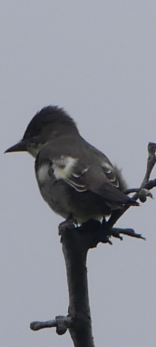 Olive-sided Flycatcher - ML617938403