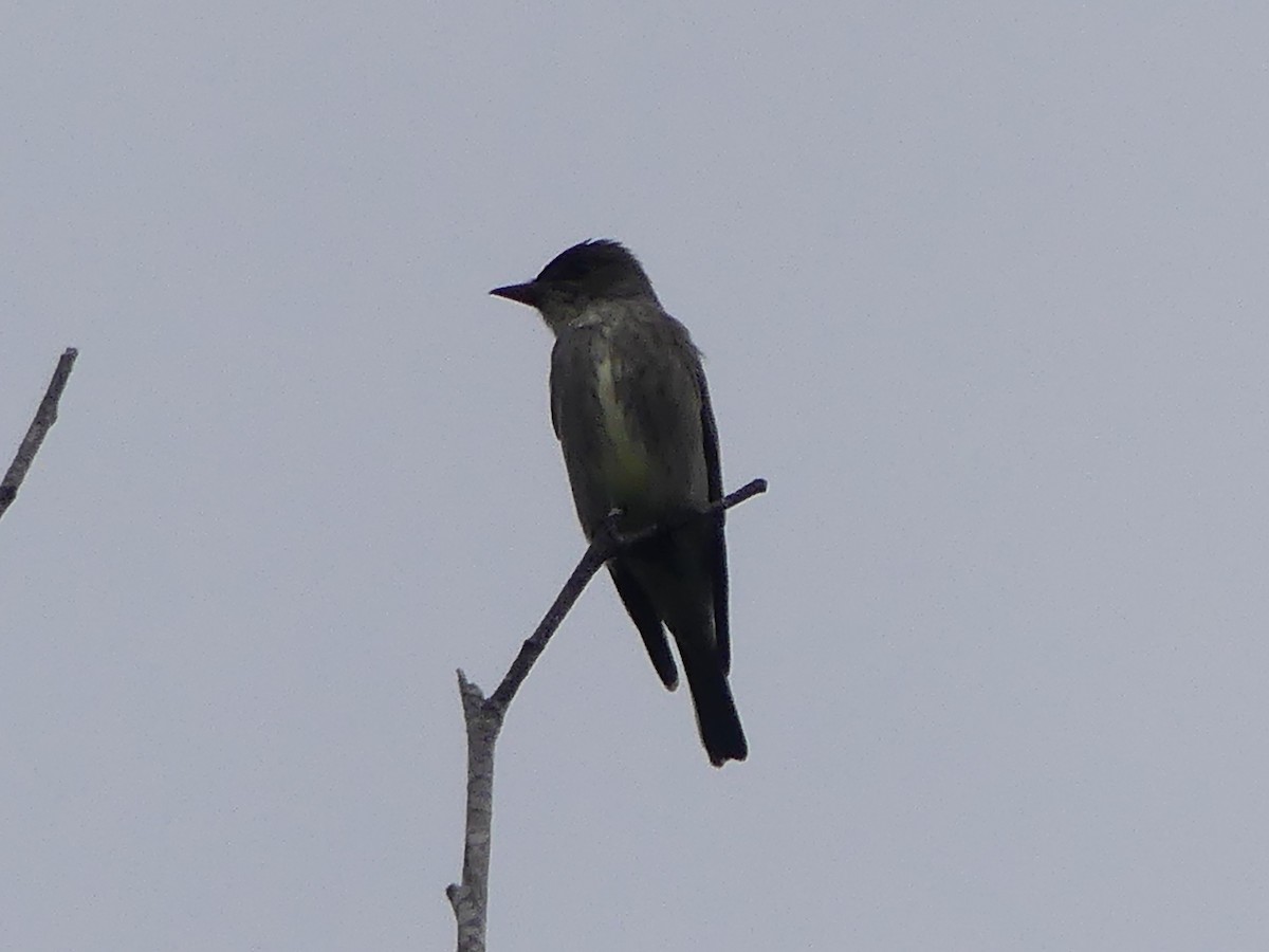 Olive-sided Flycatcher - ML617938405