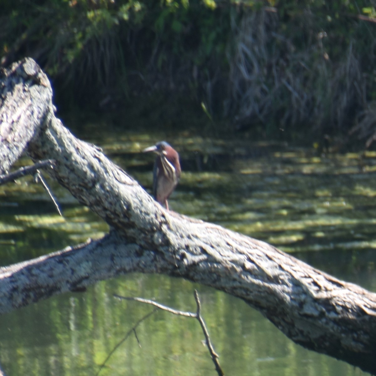 Green Heron - ML617938411