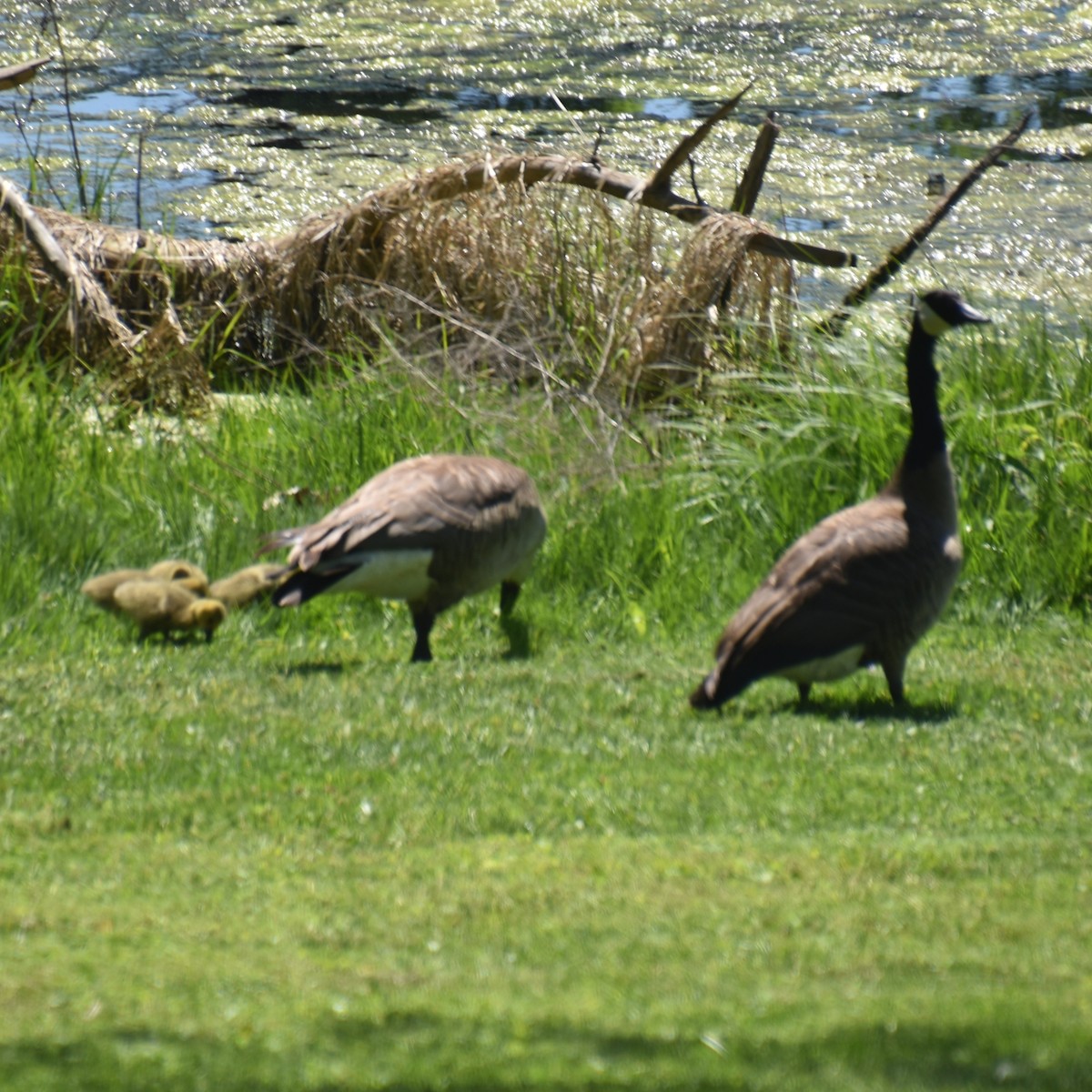 Canada Goose - ML617938419