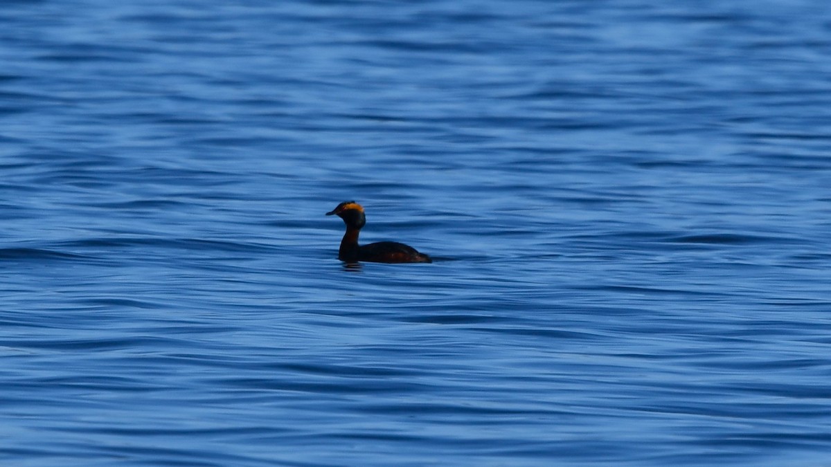 Horned Grebe - ML617938434