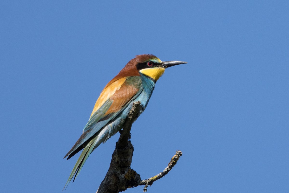 European Bee-eater - ML617938443