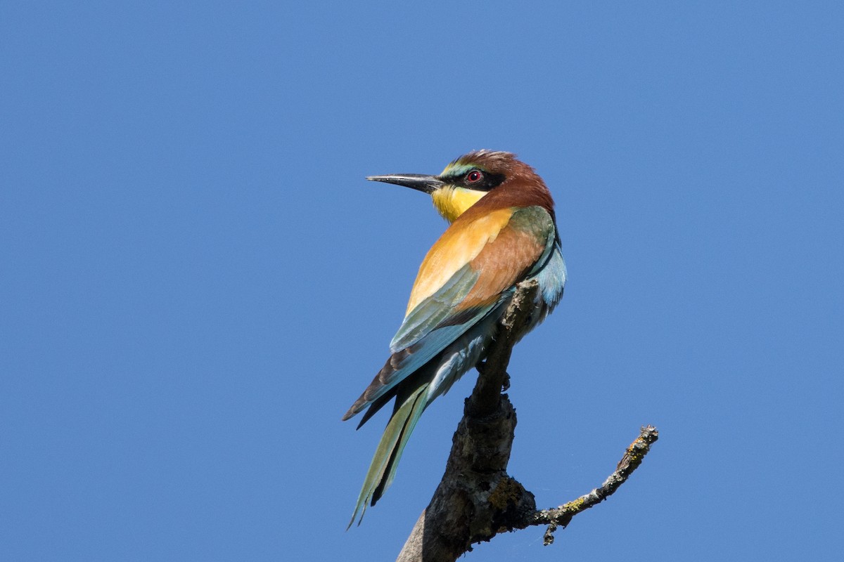 European Bee-eater - José Nunes