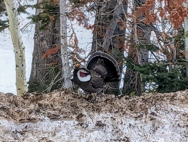 Dusky Grouse - ML617938462