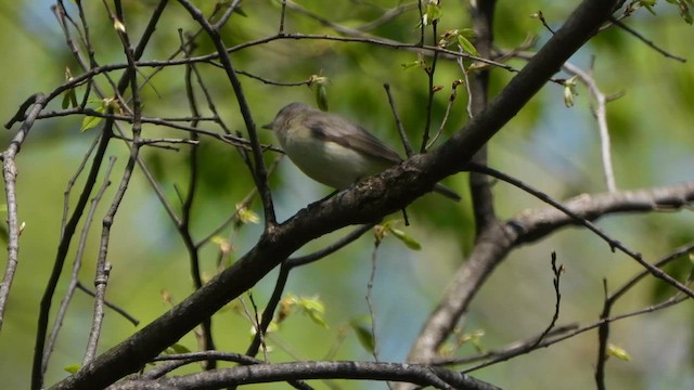 Sängervireo - ML617938515