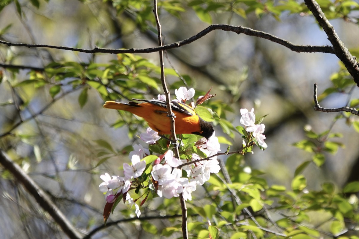 Baltimore Oriole - Jo Fasciolo