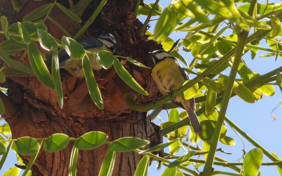 Eurasian Blue Tit - Andrés  Rojas Sánchez